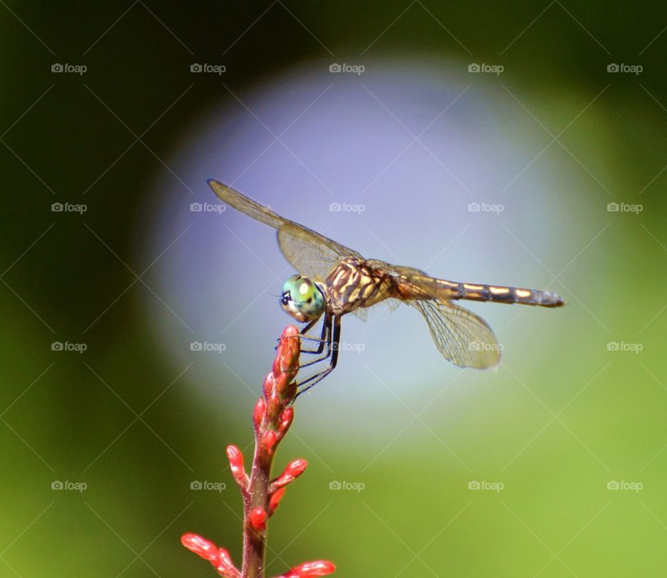 Dragonfly