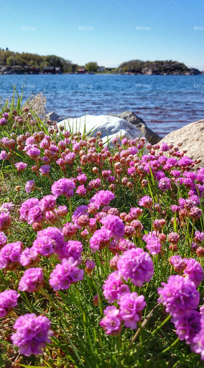 flowers on the cliffs . flowers on the cliffs 