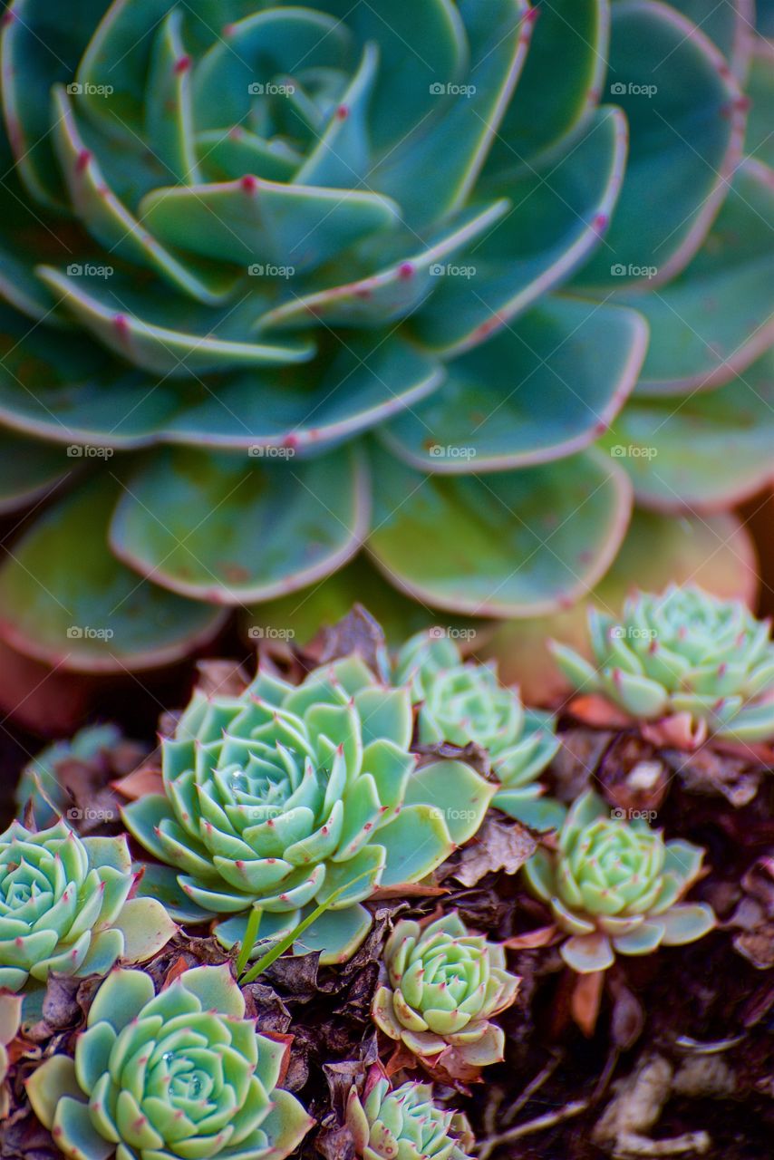 Green succulent plant