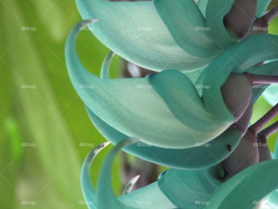 ヒスイカズラ   Jade Vine