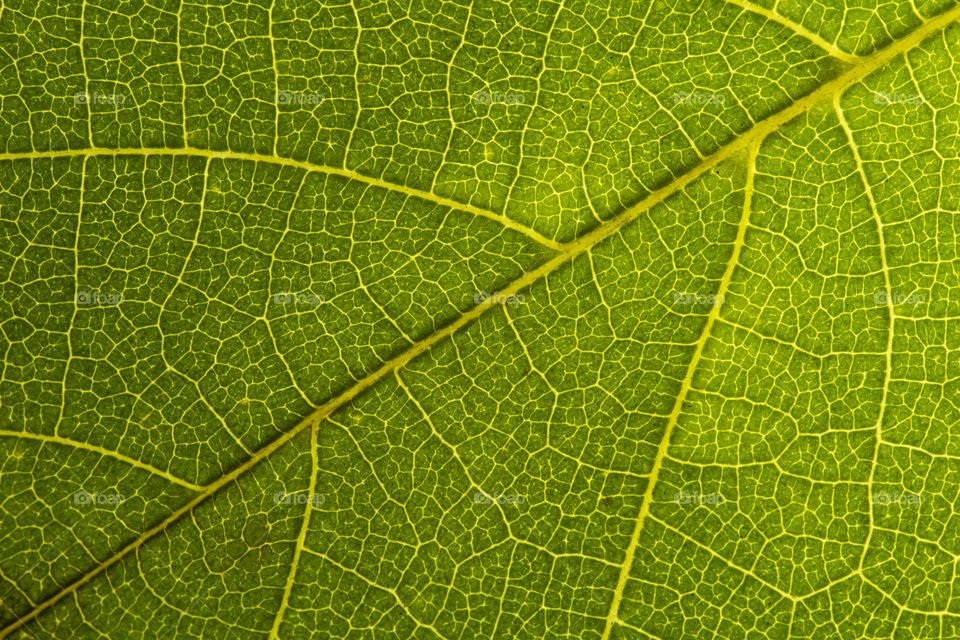 Green leaf seamless texture. Detail close image leaf macro seamless texture pattern. Macro close-up of leaf, Green leaf background texture. nature save concept