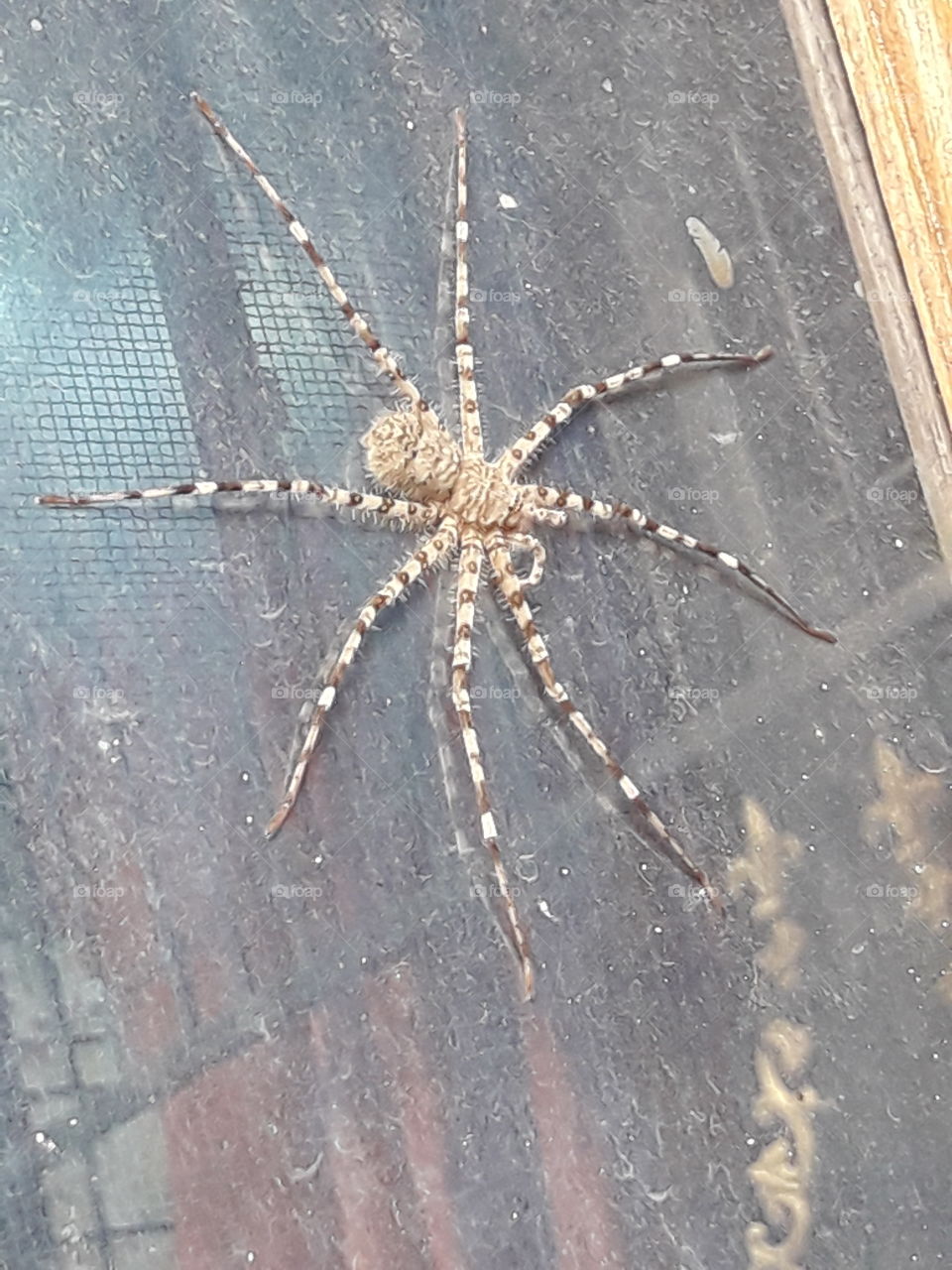 spider big