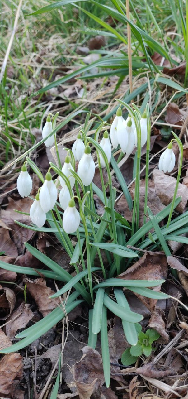 Snowdrop