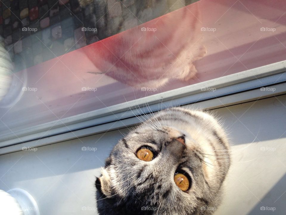 Scottish fold kitten with big eyes