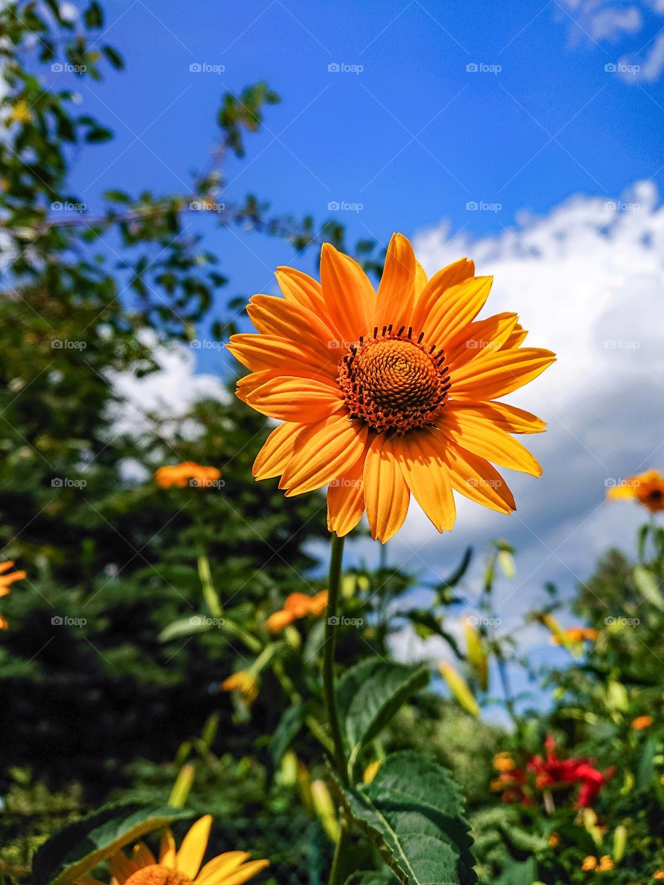 Yellow flower