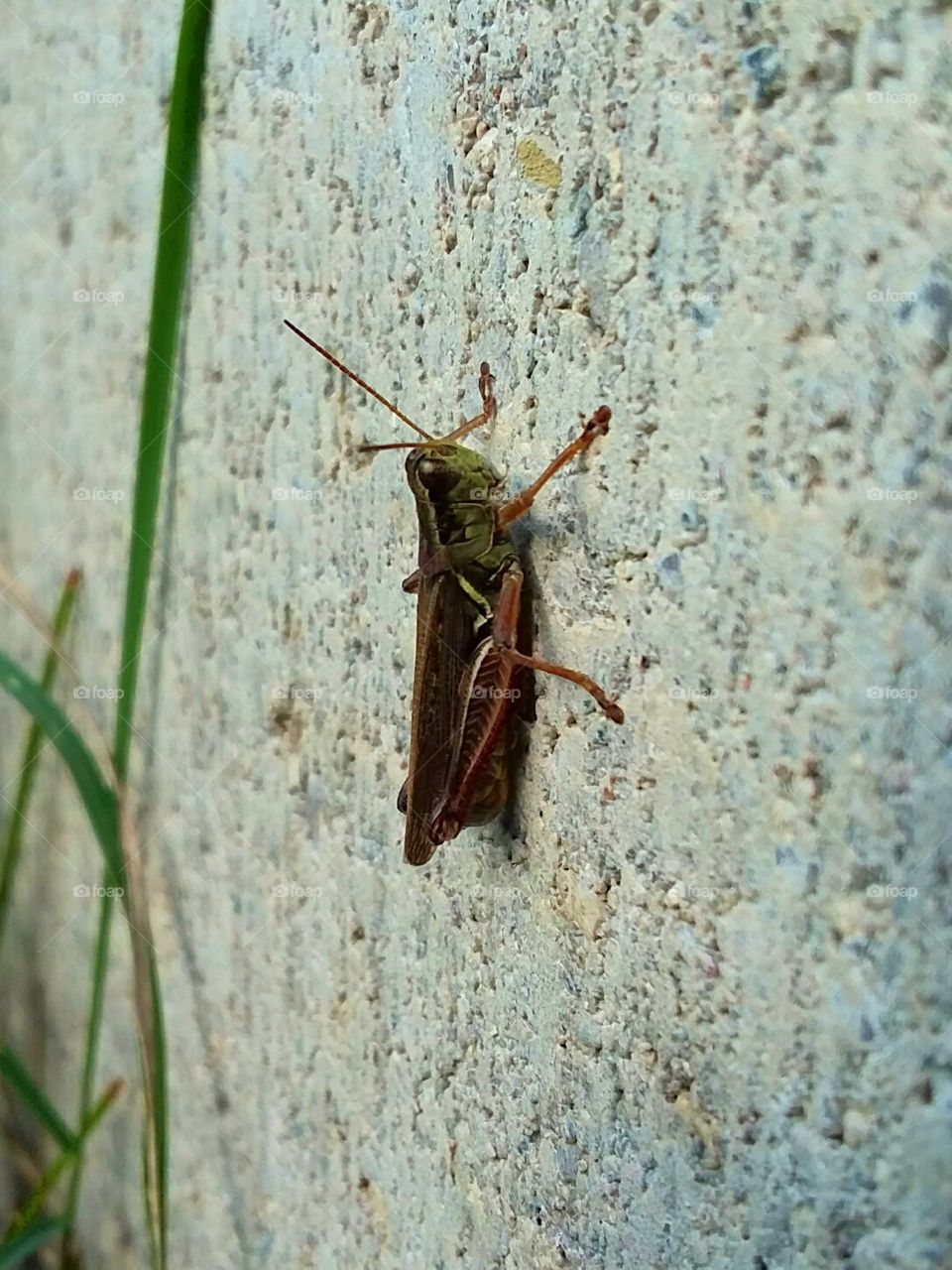 common grasshopper