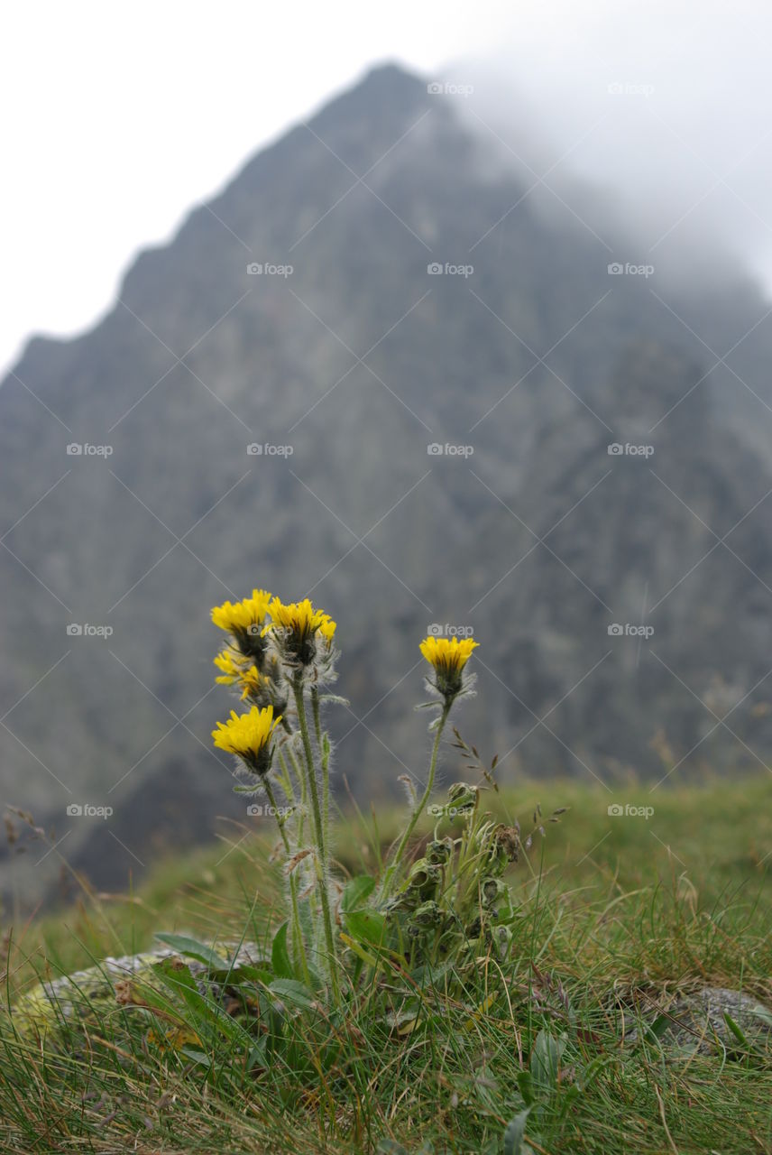 Wildflowers