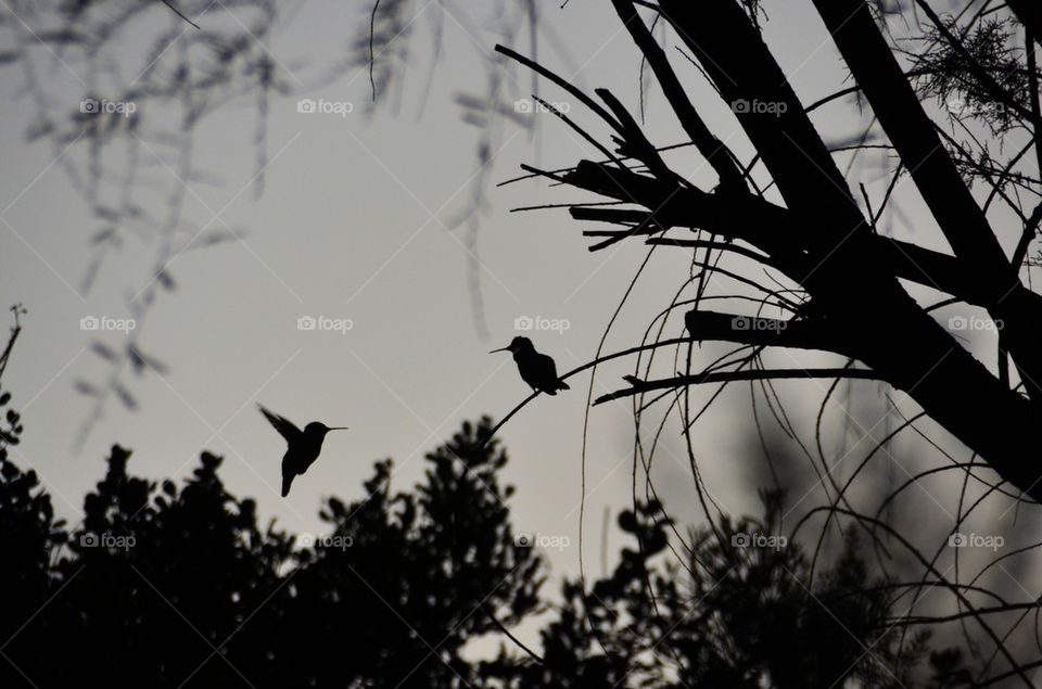Hummingbird Silhouettes
