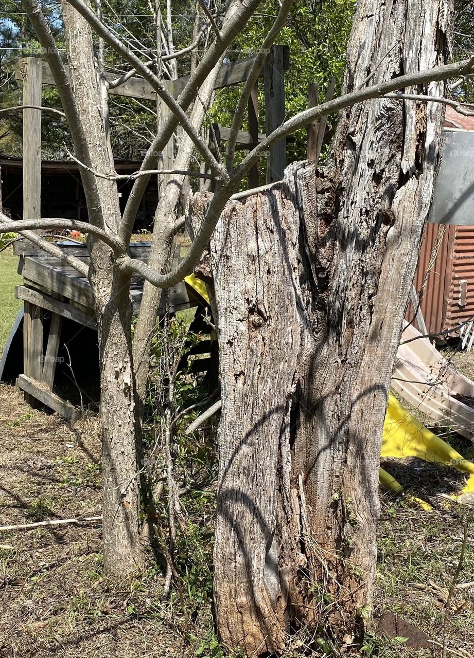 A tree that can not bear anymore fruit 