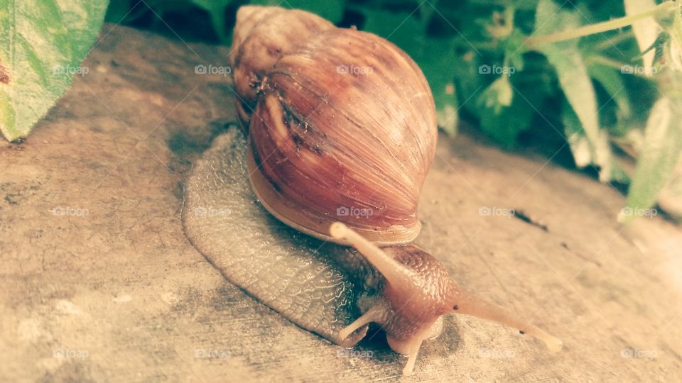 forest snail