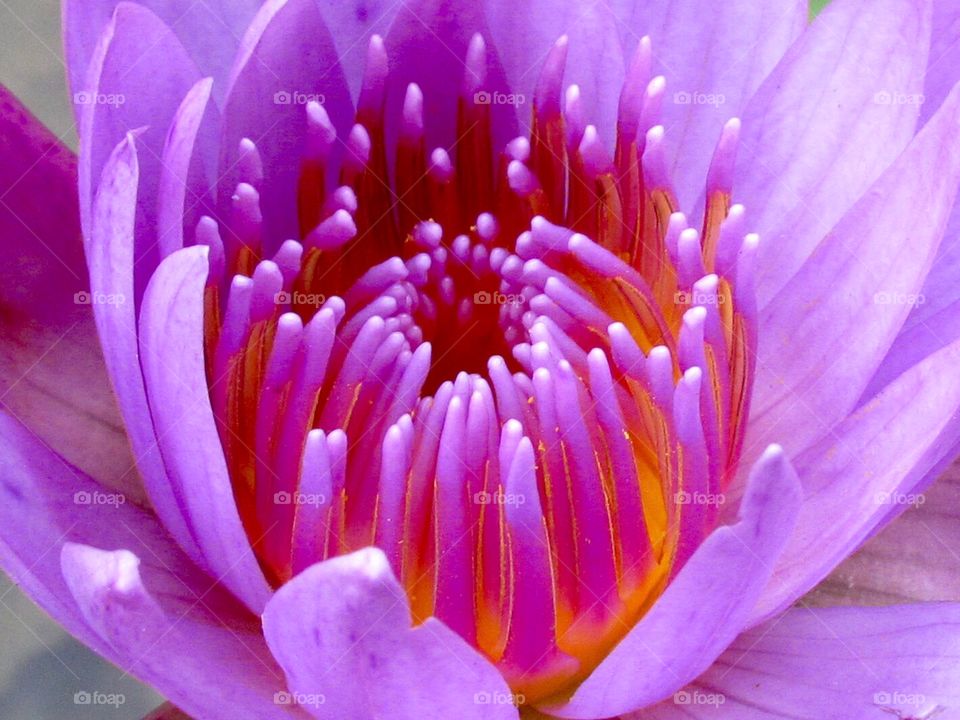 Nymphaea