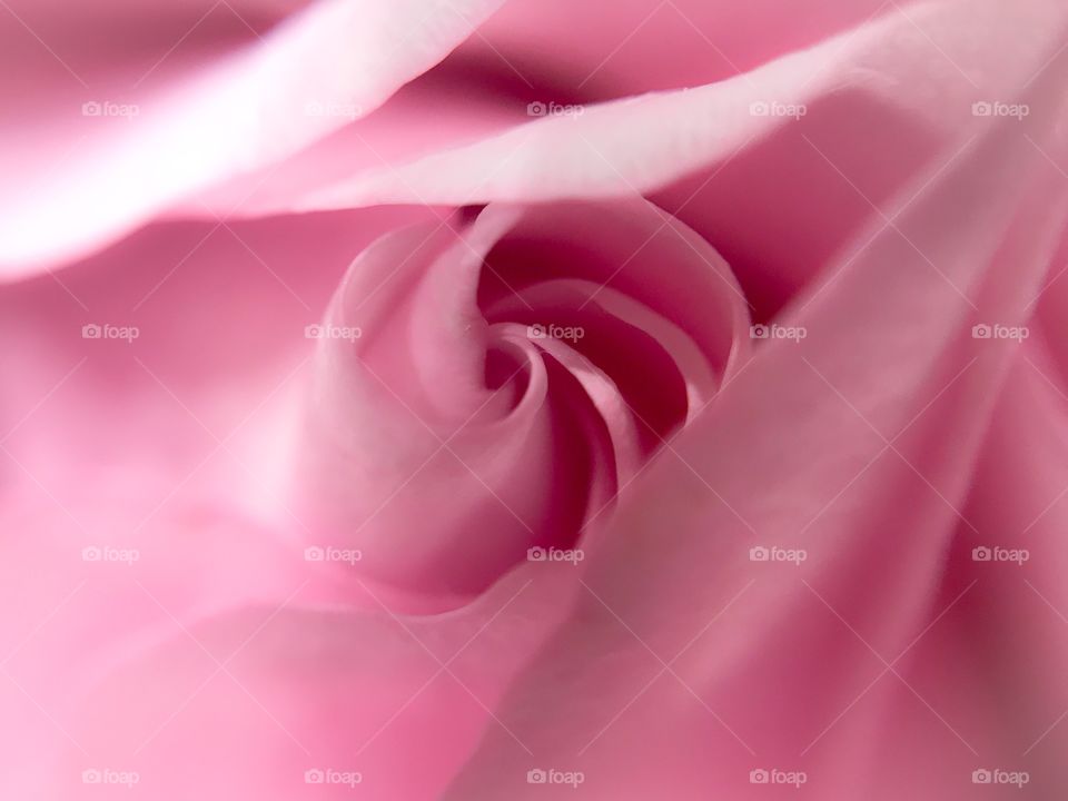 Pink Rose texture