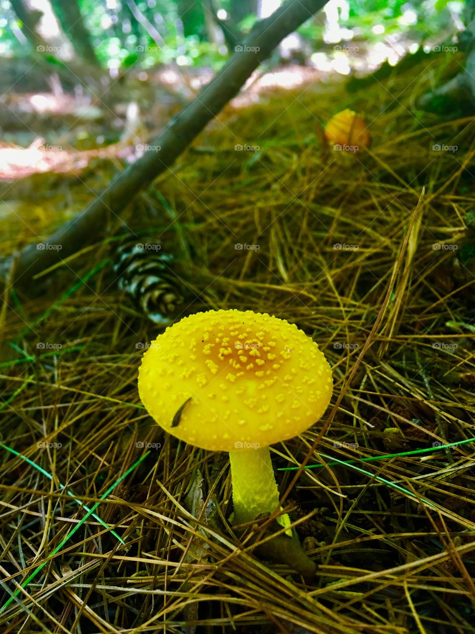 Sunny Mushroom 