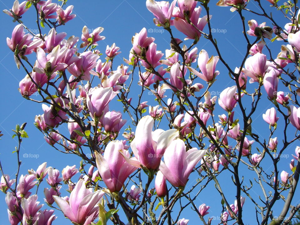 Magnolia flowers on the clear blue sky background