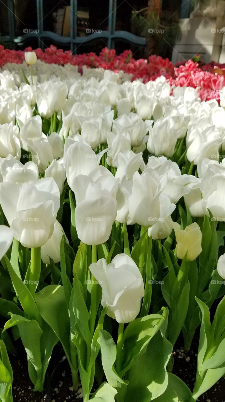 White tulips