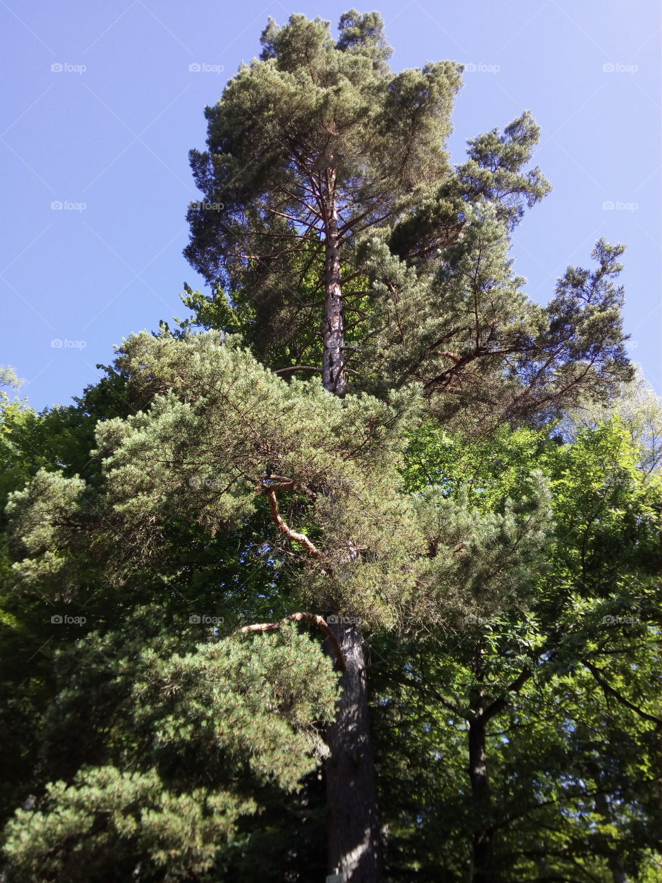 Forest in Schwarzwald