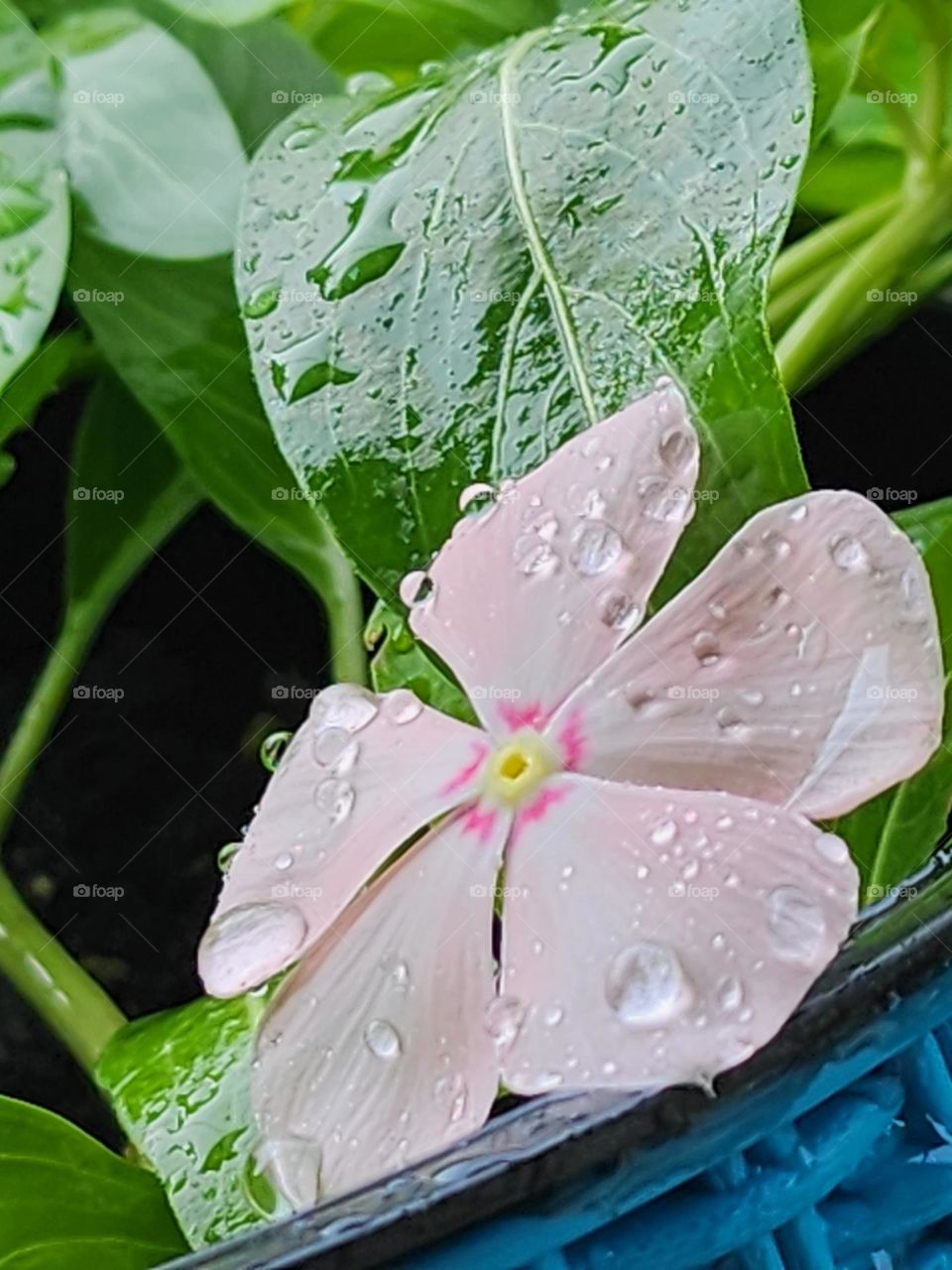 rain droplets on periwinkle