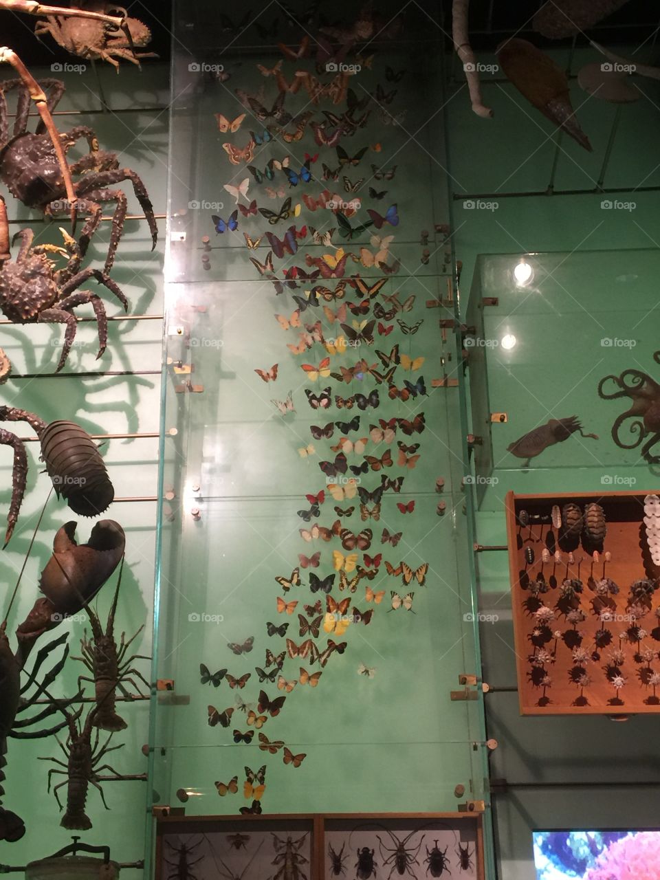 Wall of butterflies, American Museum of Natural History, NYC 
