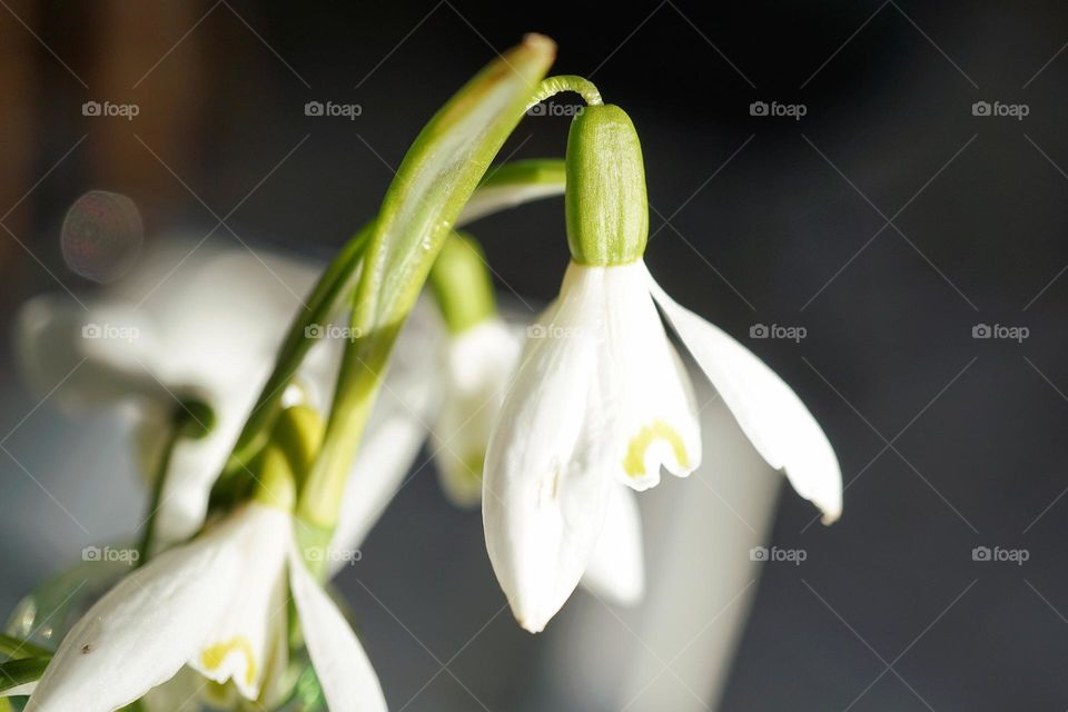 Little droopy snowdrop 