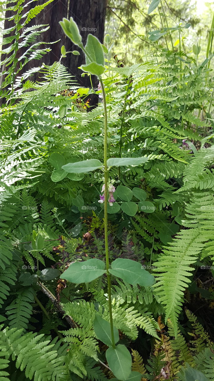 ferns