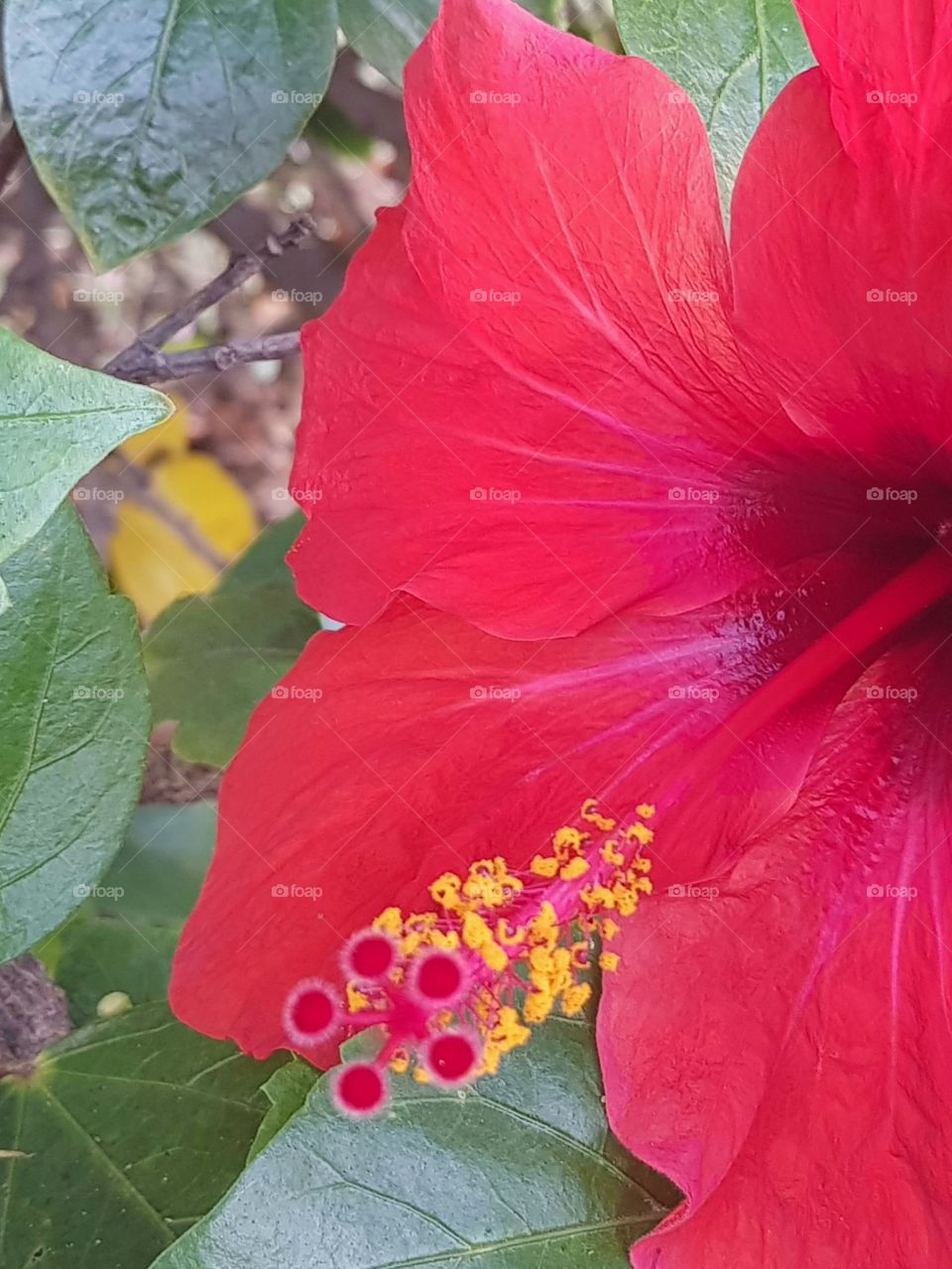 Red Hibiscus detail