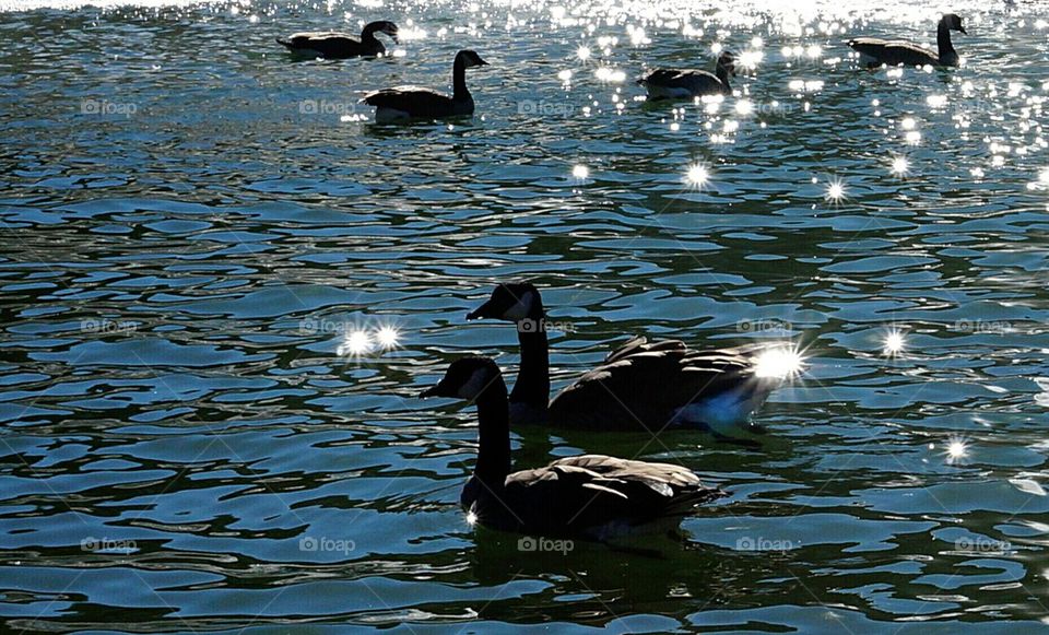 Geese in a Sunlit Pond