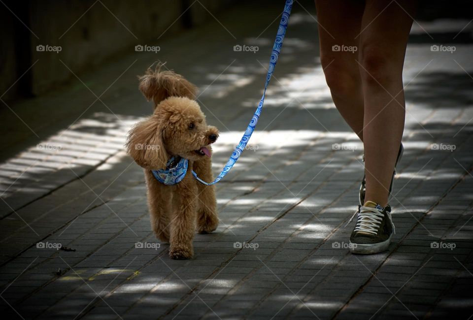 Street walk with a cute dog