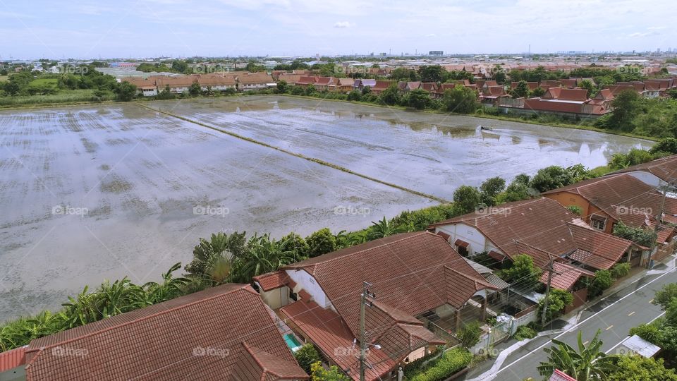 Aerial view of a rice field in Thailand 