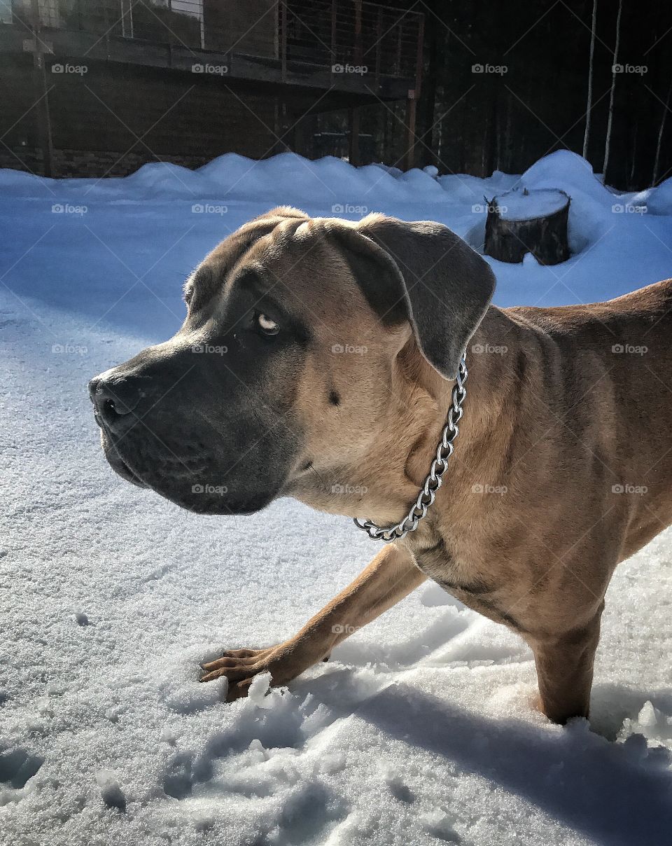 Mastiff in the snow 