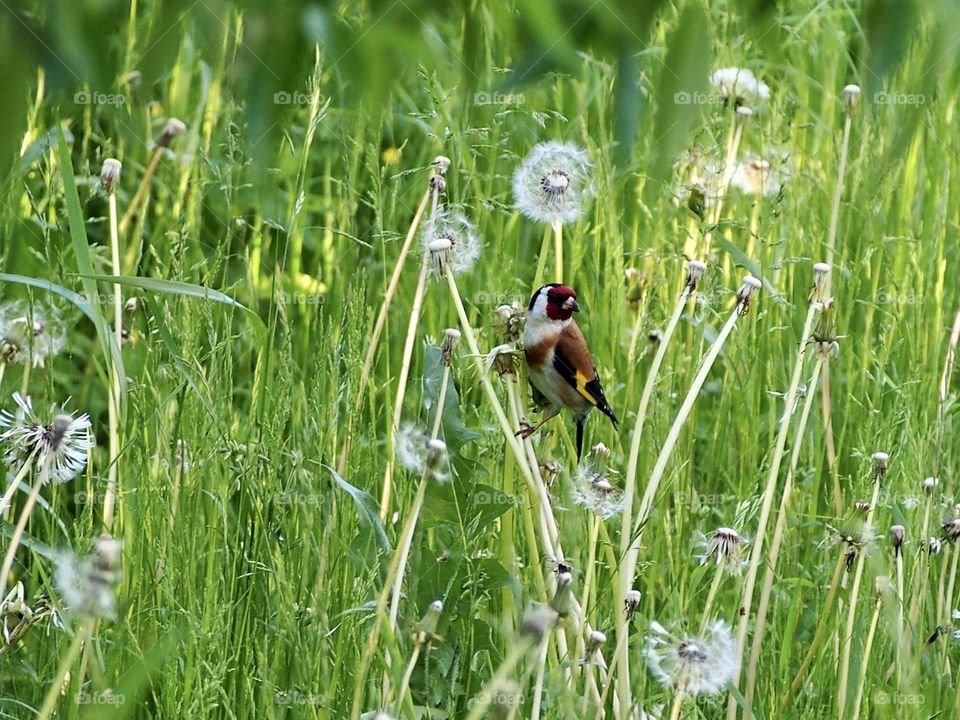 Goldfinch in the meadow