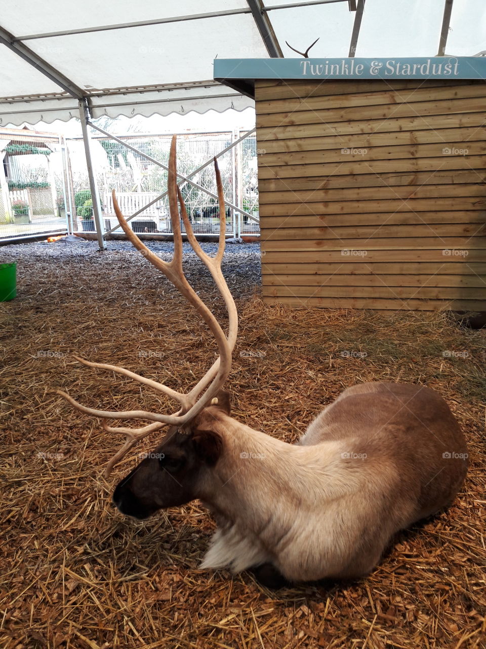 Santa's reindeer taking a rest