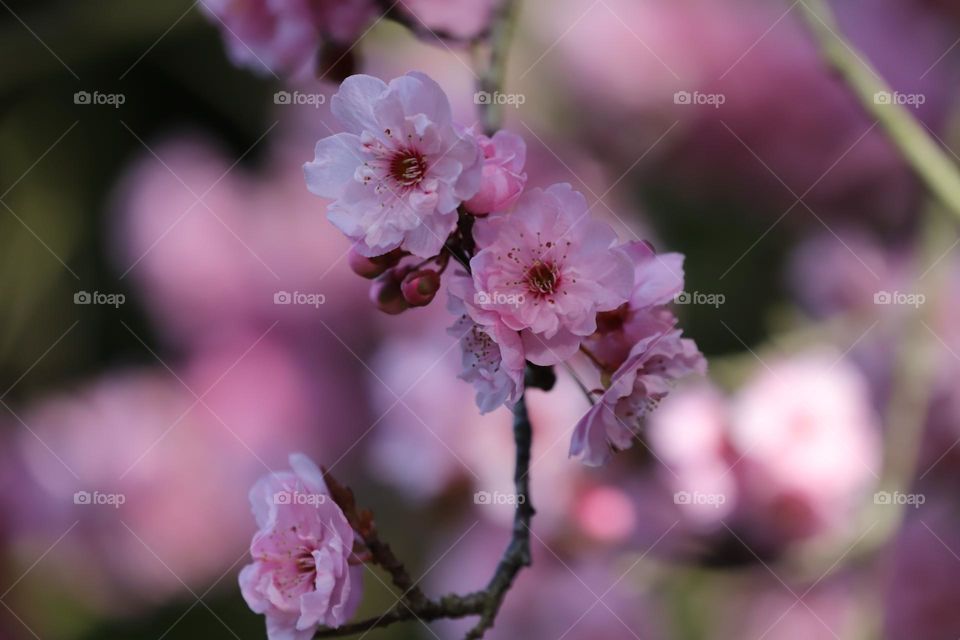 Pink blossoms 