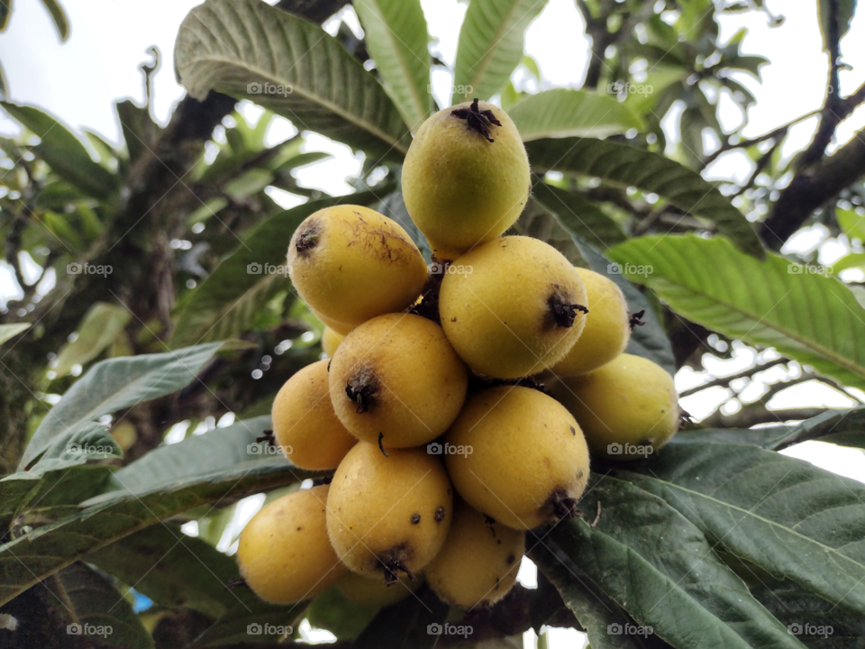 native tree fruits