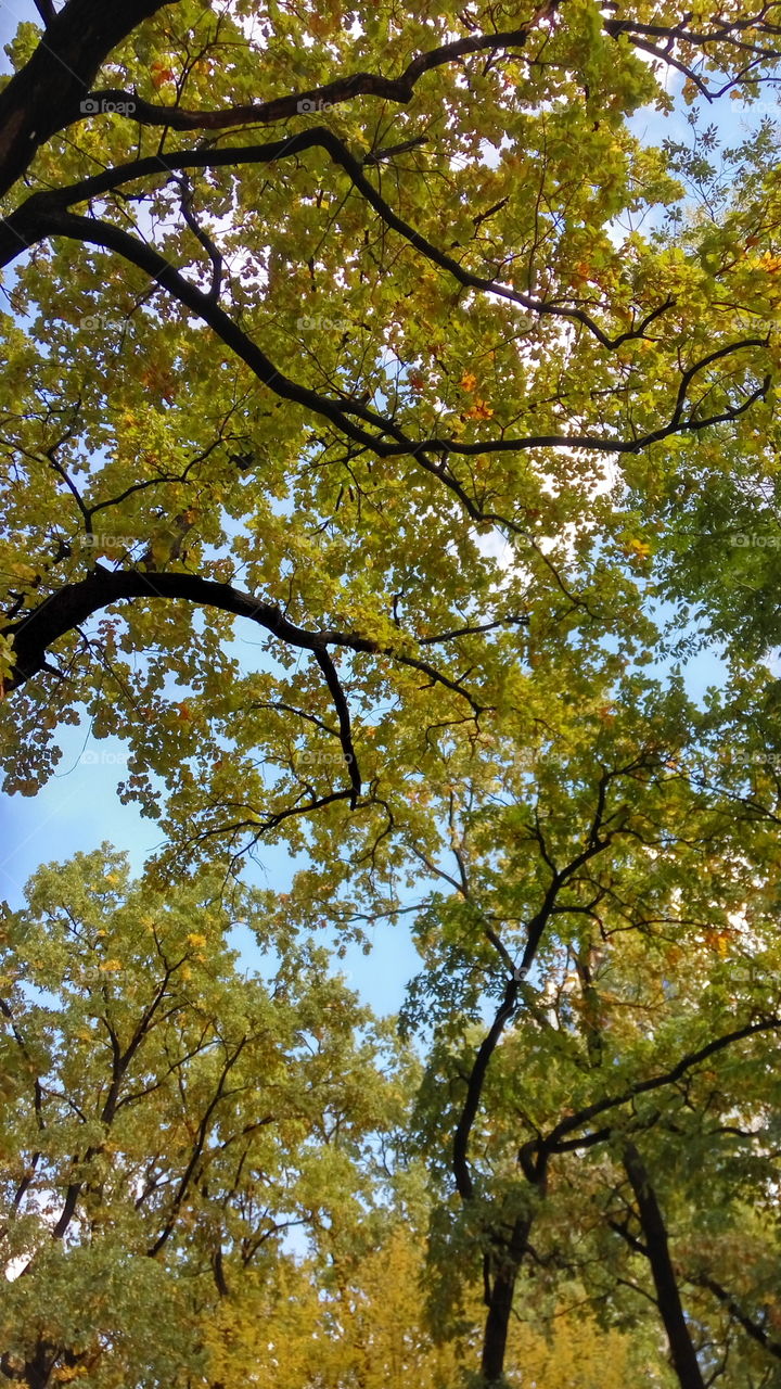 oaks in sky