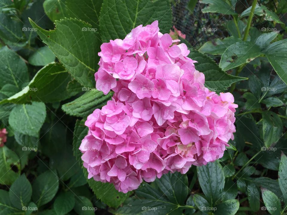 Hydrangeas 