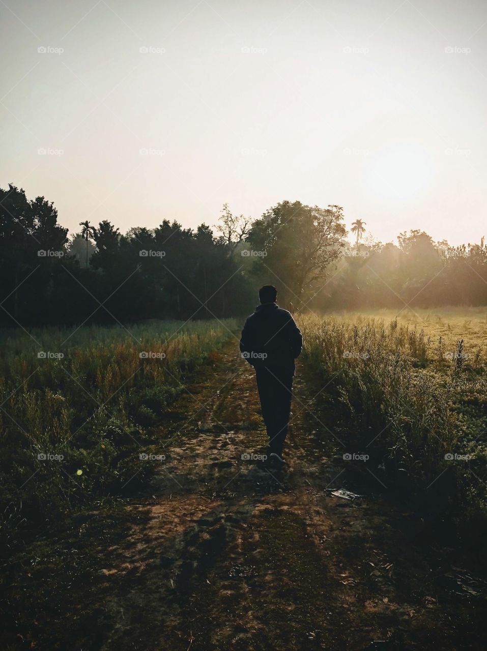 morning walk through corn field