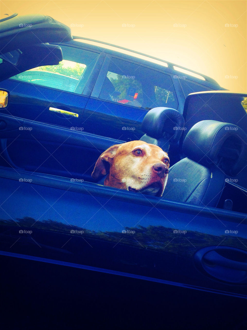 car blue dog germany by cyrano