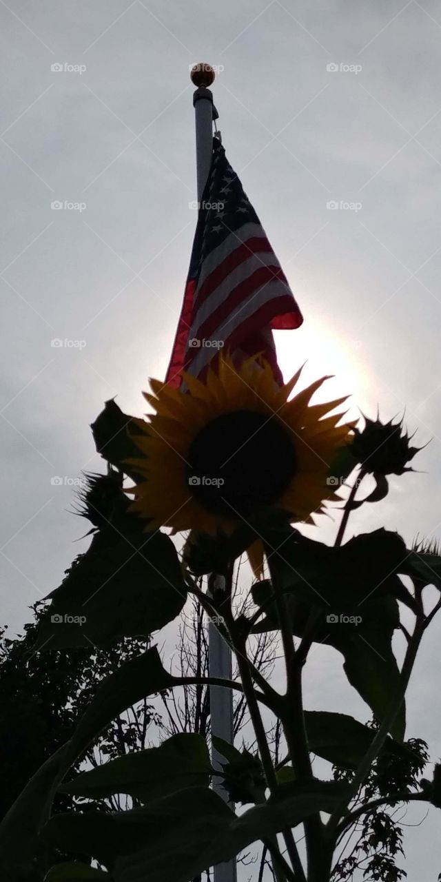 American flag in the summer sun