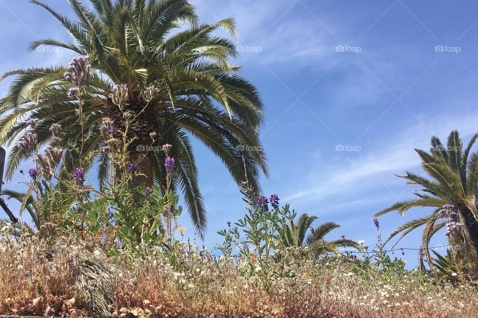 Palm trees in spring sky