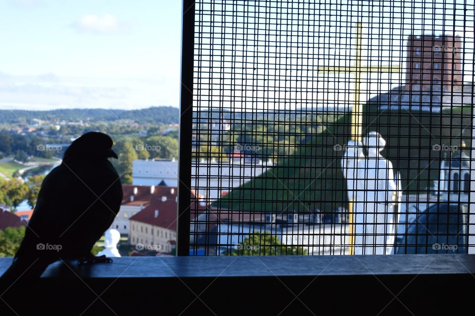 Pigeon in window