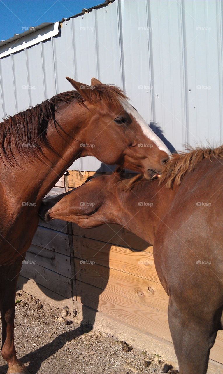 horses scratching each other
