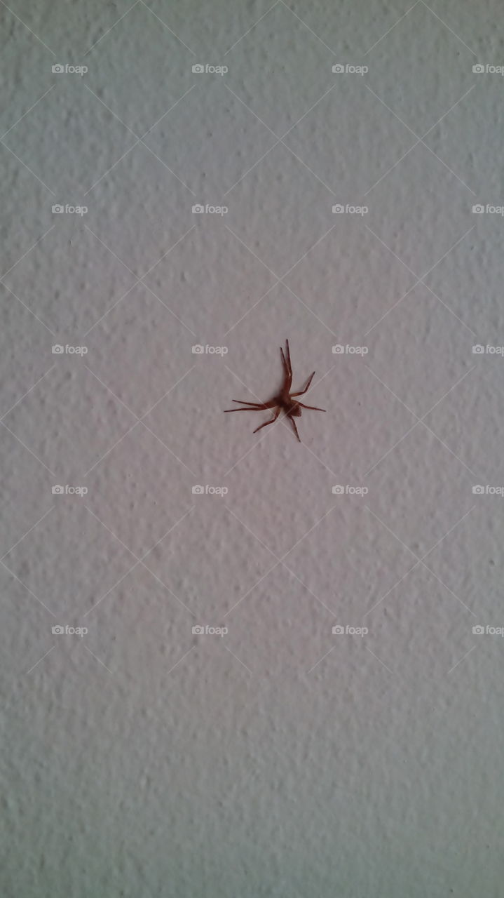 spider on the wall