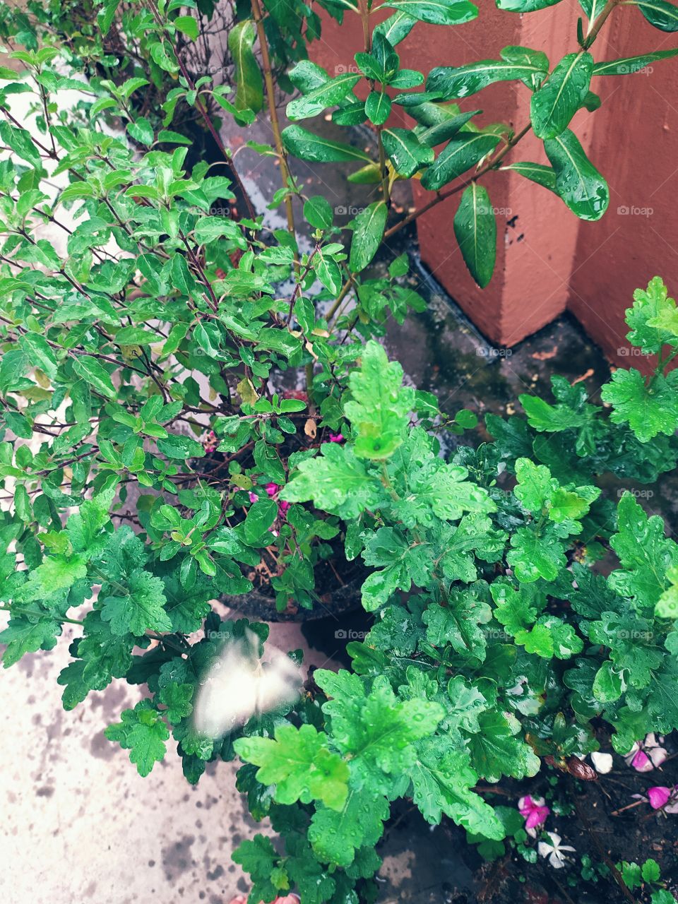 The little white butterfly hovering over plants even during heavy showers