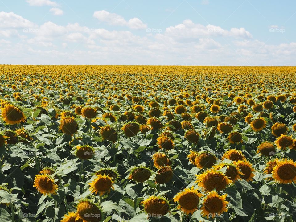 Sunflower fields 