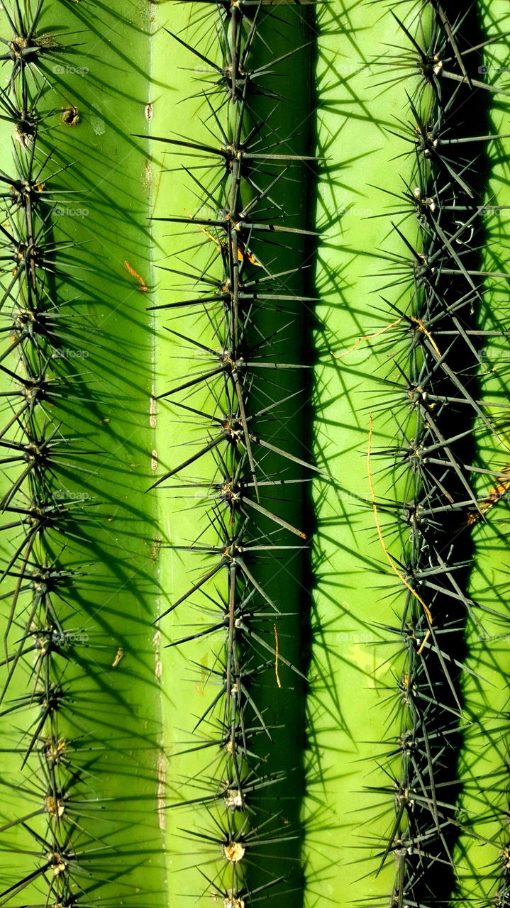 Cactus texture