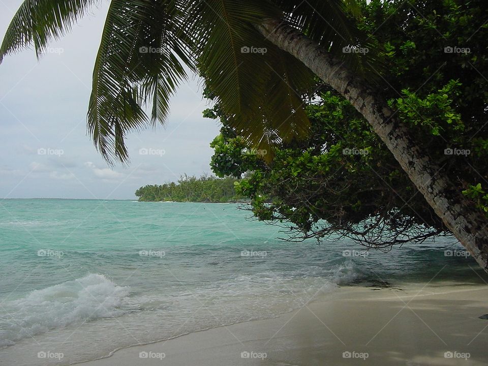 White Sandy Beach with Palm Tree