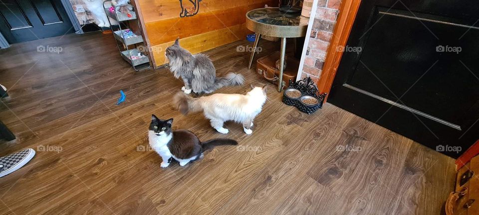 cats in the cat cafe