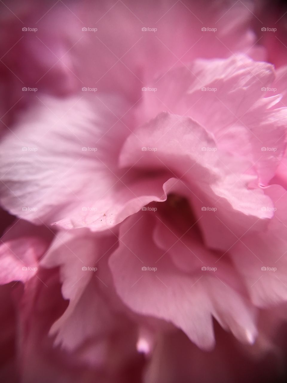 Cherry blossom petal