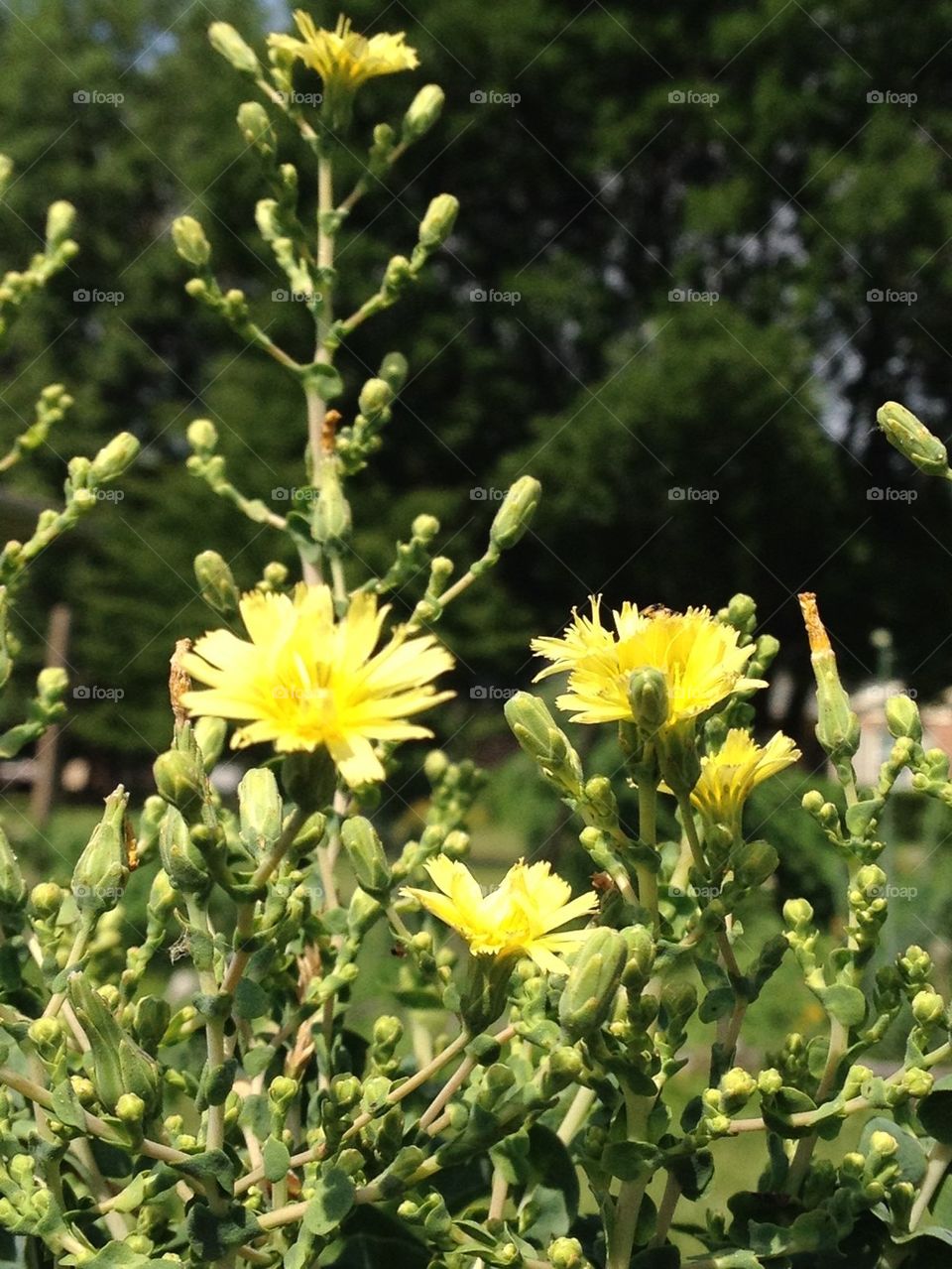 Lettuce Blooms