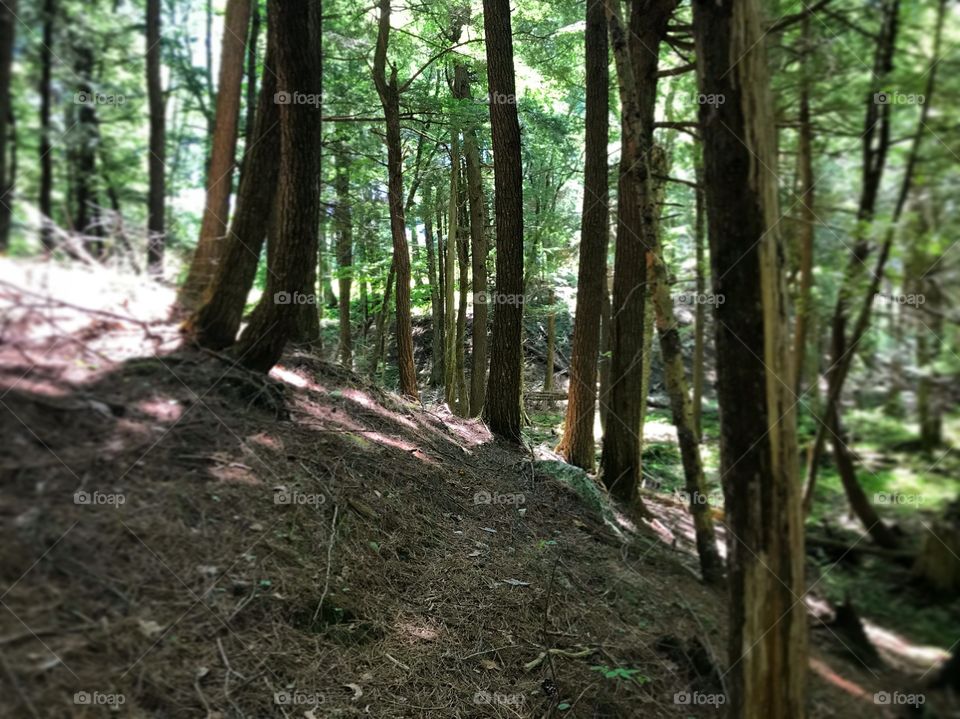 Through the pine trees on woodland adventures.